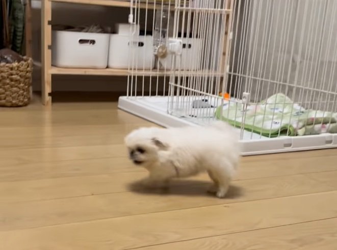 前に進もうとする子犬