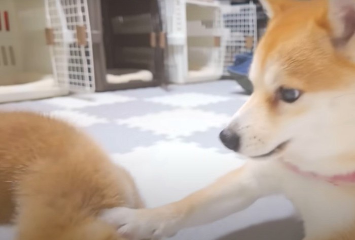 頭を叩かれる子犬