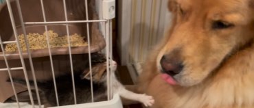 ケージの中からゴールデンレトリバーに猫パンチを繰り出す子猫