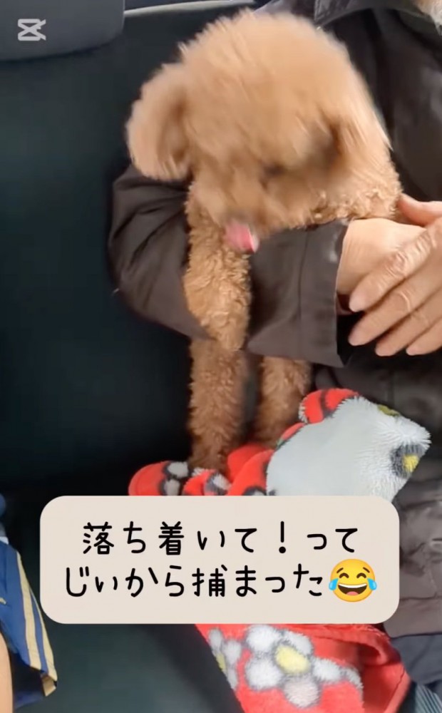 捕まった犬