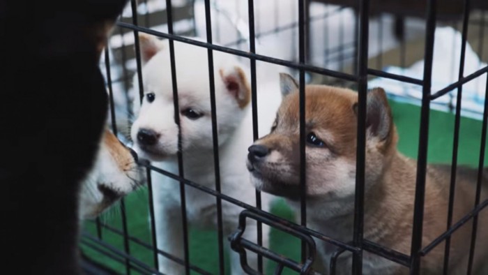 柴犬の子犬たち