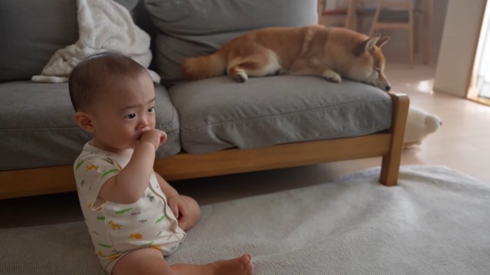 寝ている犬と座る赤ちゃん