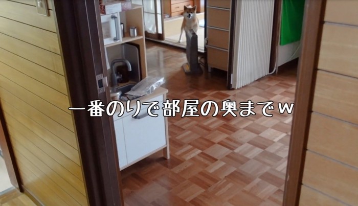 部屋を探索する柴犬