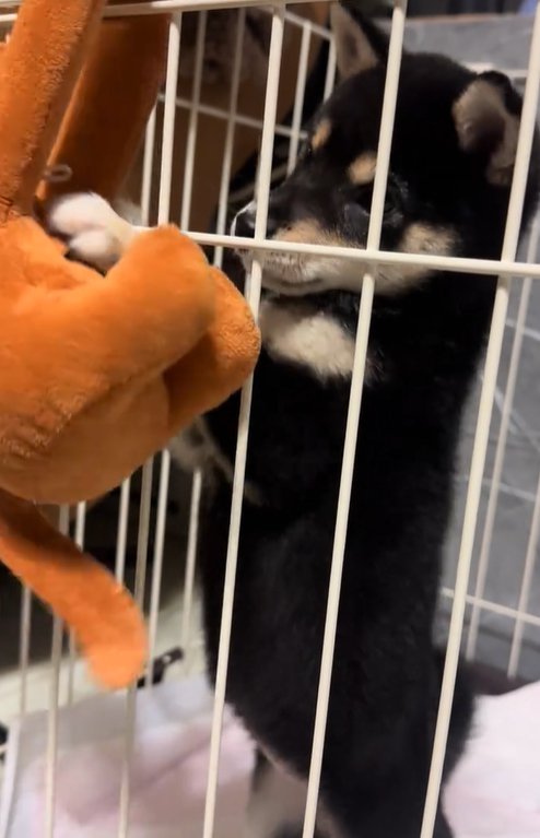 縫い狂い身にパンチする豆柴の子犬