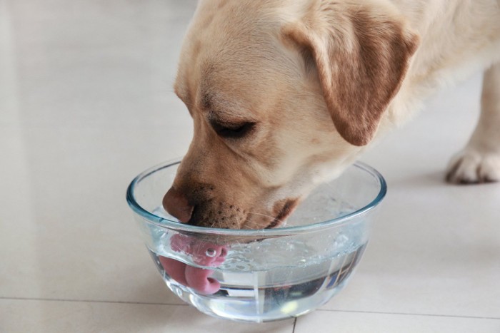 水を飲む犬