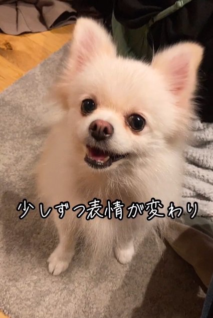 笑顔のゆめちゃん