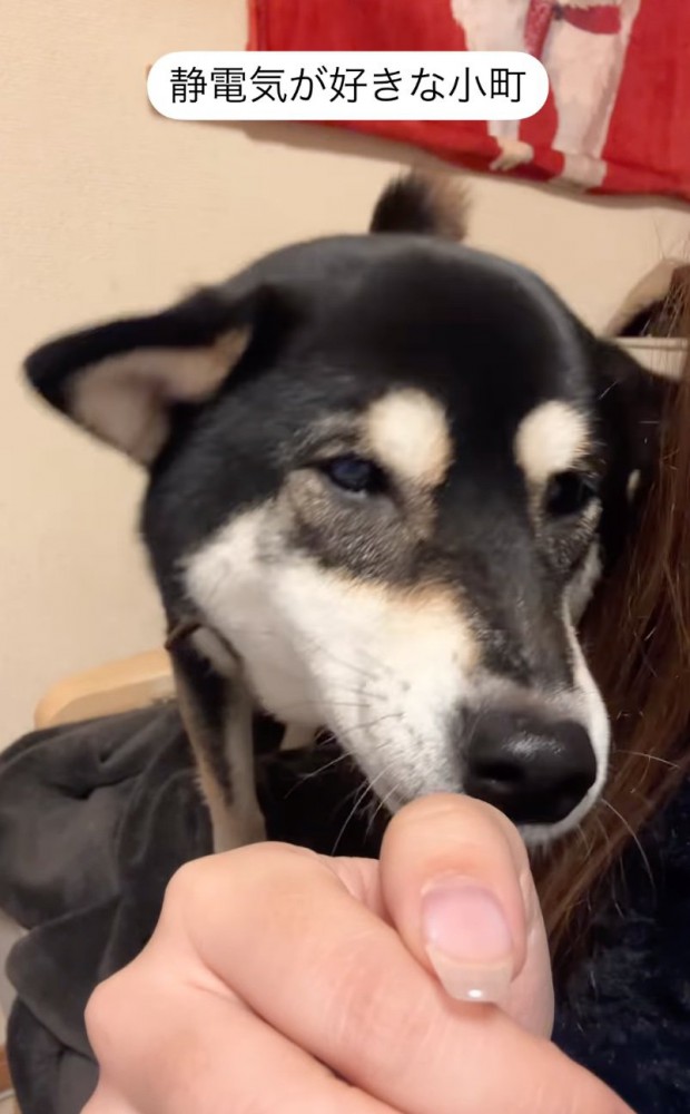 手の匂いを嗅ぐ柴犬