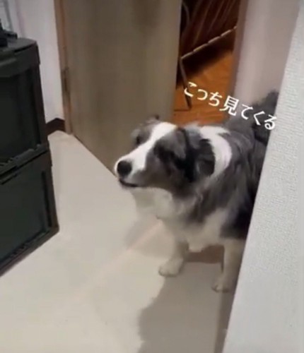 「こっち見てくる」