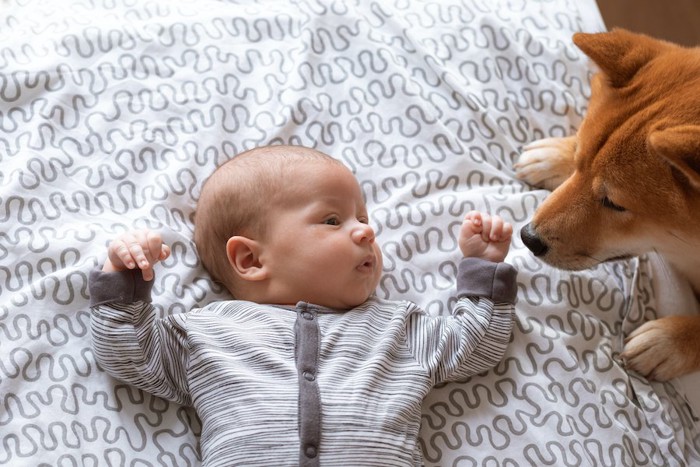 赤ちゃんを見つめている柴犬