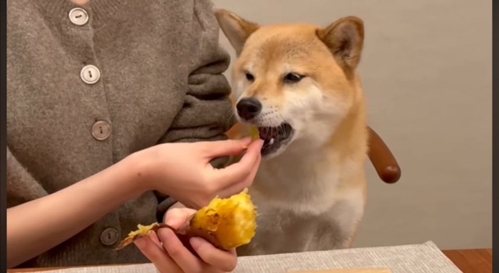 飼い主が持っている焼き芋を食べる犬