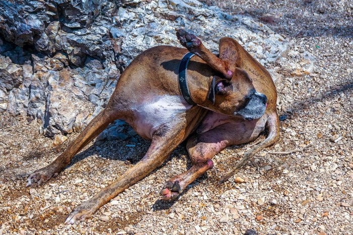 おしりをなめる犬