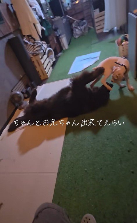 ノアくんとピーターくん3