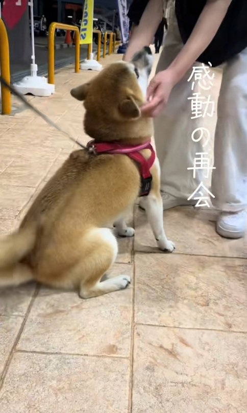 なでられる柴犬