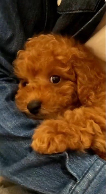 れおん君のビフォーアフター5