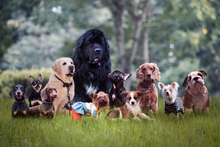 たくさんの犬