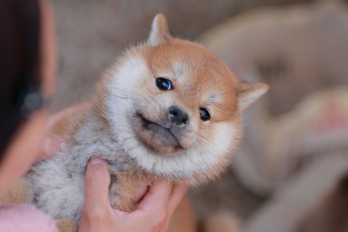 嫌がって背ける柴犬の子犬