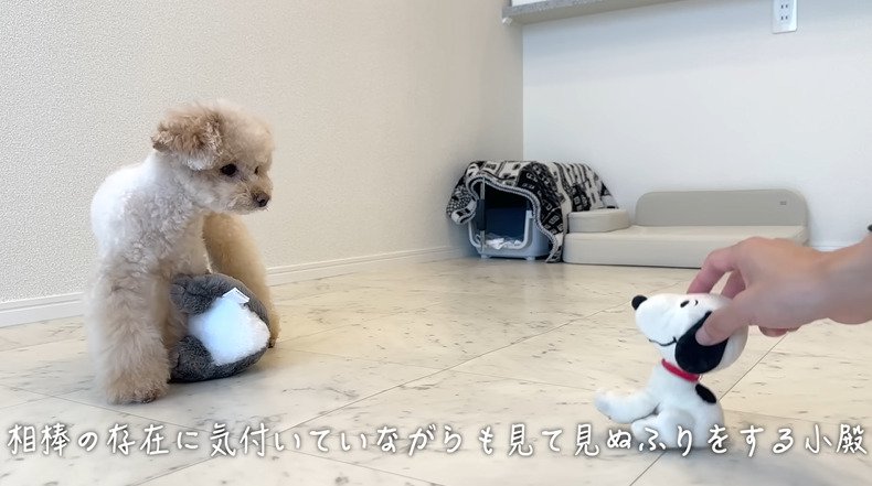 キャラクターのぬいぐるみを見つめる犬