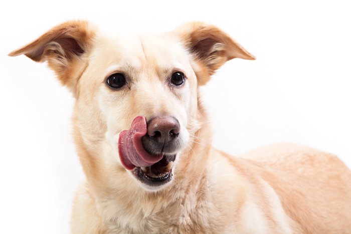 口の周りをぺろっとなめている犬