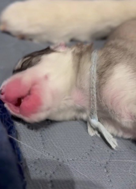 寝言が激しい子犬