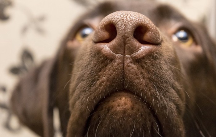 茶色い犬の鼻アップ