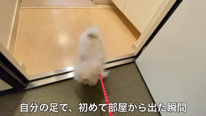 ペコちゃんのお散歩デビュー2