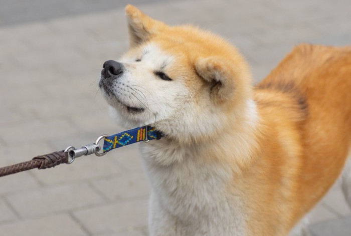 立ち止まって動かない秋田犬