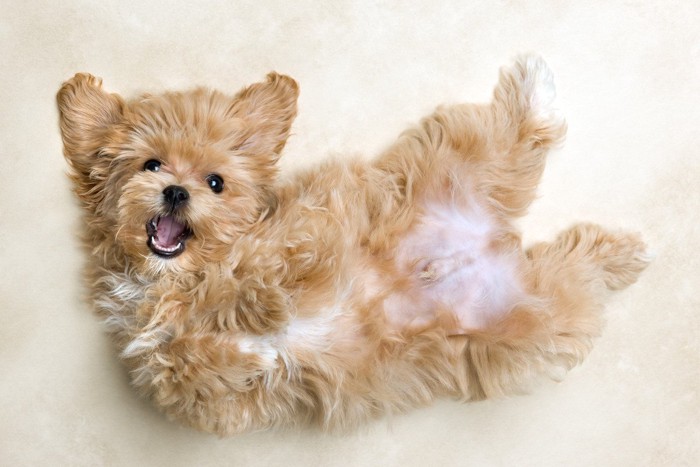 うれしそうに仰向けになるマルチプーの子犬