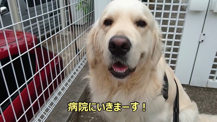 病院を嫌がるギンちゃん