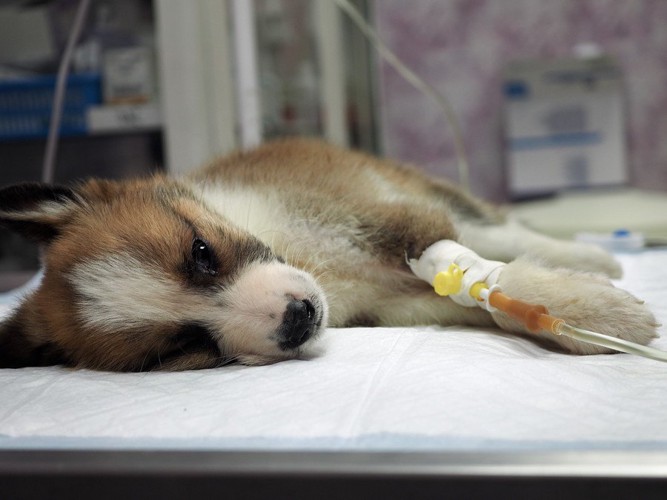 こちらを見つめる点滴される犬