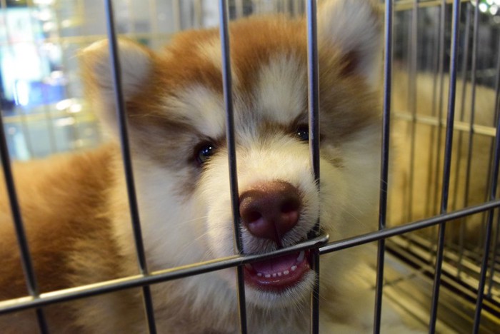 ケージを噛むハスキーの子犬