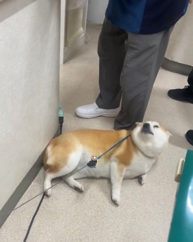 うっとりした表情で見上げる犬