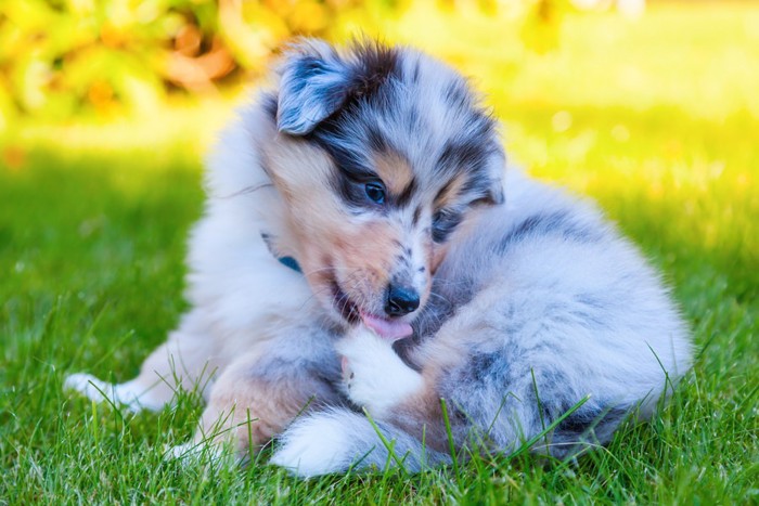 足を舐める子犬