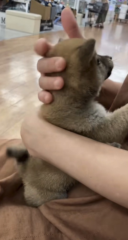 後頭部を撫でられる犬