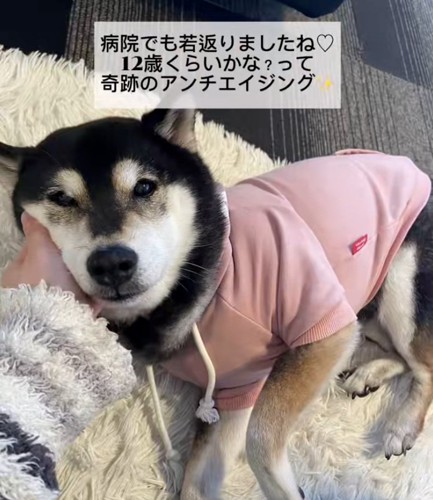 若返った鶴ちゃん