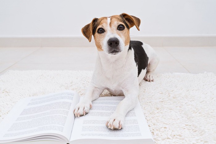 本で勉強する犬
