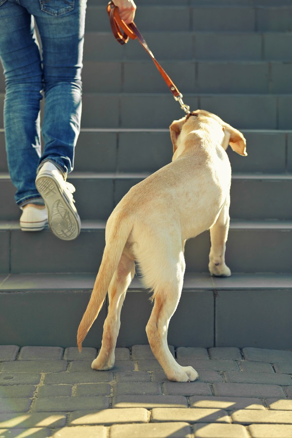 階段を上るお散歩中の犬