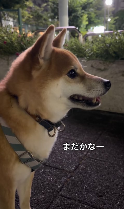 お姉ちゃんを待つ小型犬
