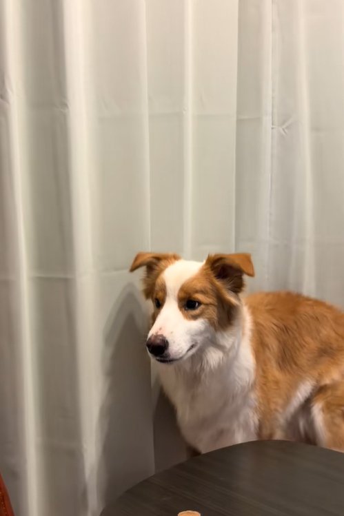 かまってちゃんな中型犬