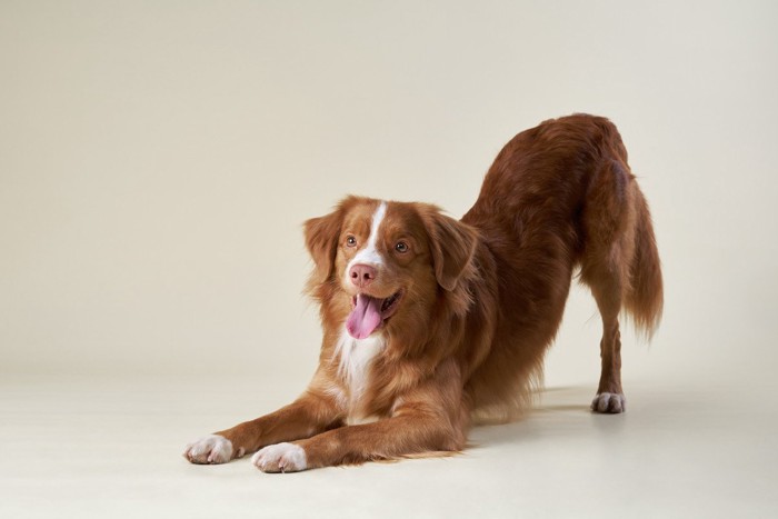 プレイバウの姿勢をする犬