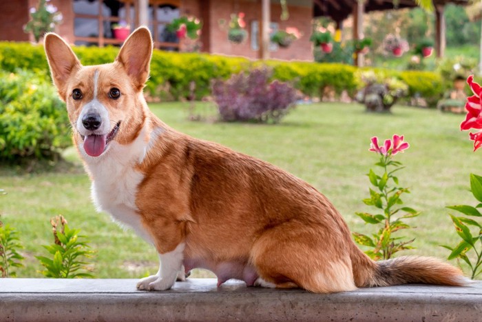 妊娠している犬
