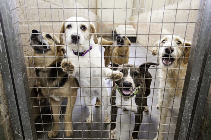 シェルターの中にいる数頭の犬