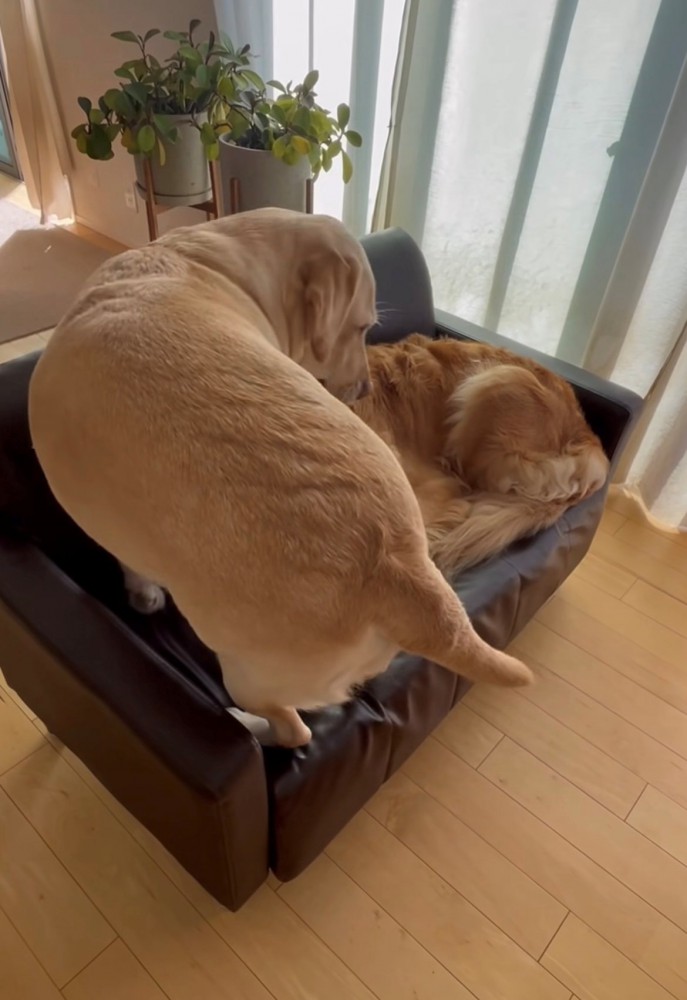 ソファに乗る犬と寝ている犬