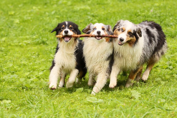 棒を一緒に持つ3匹の犬