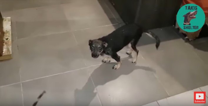 4つの足で立つ犬