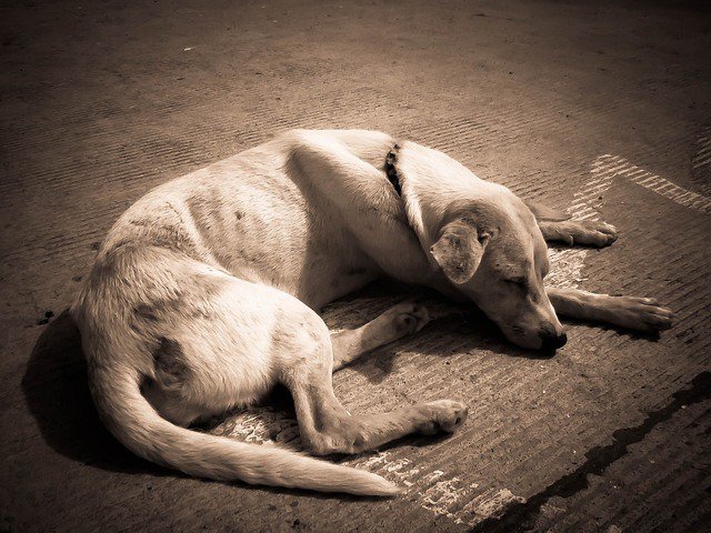 老犬の問題行動