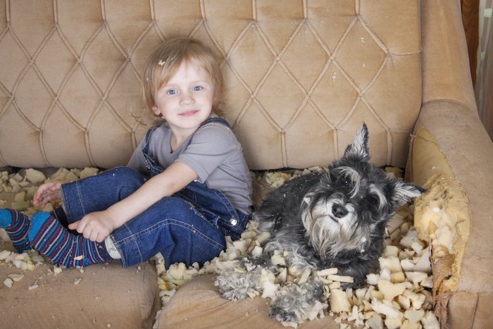 ソファーを破壊する犬と子供