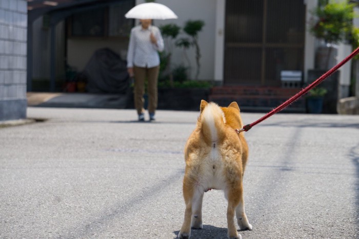 散歩する柴犬の後ろ姿