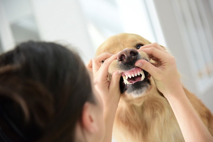 犬の歯のチェック