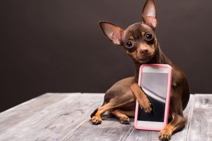 スマホを抱えた犬