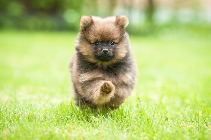 走るポメラニアンの子犬